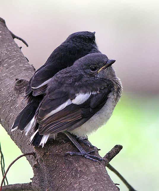 magpie robins.fledged juvDSCN4531.jpg