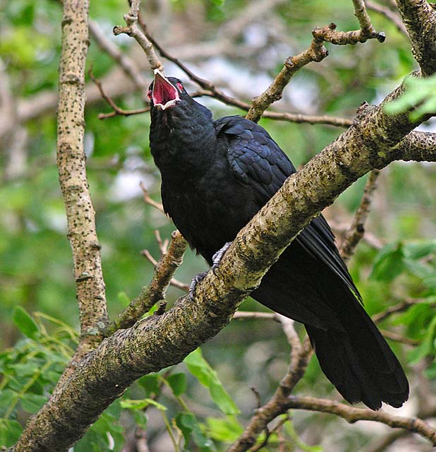 koel.male.call DSCN4556.jpg