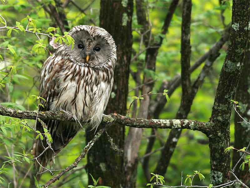 Ural Owl 2.jpg