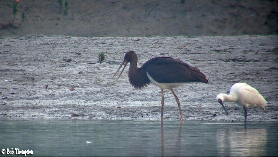 Black Stork at Nam Sang Wai low res.jpg