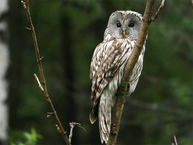 Ural Owl.jpg