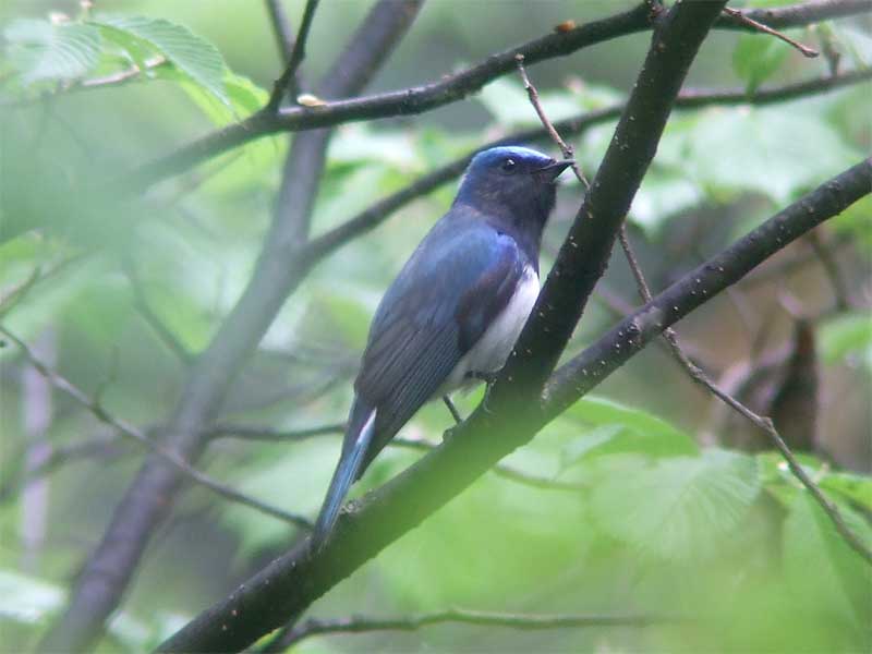 Blue &amp; White flycatcher.jpg