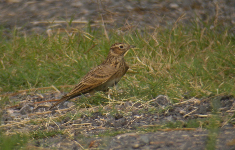 DSCN8000 Eurasan Skylark She Shan - bf.jpg