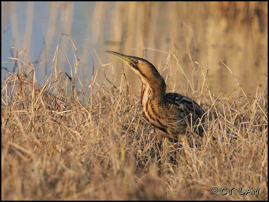 Great Bittern-03.jpg