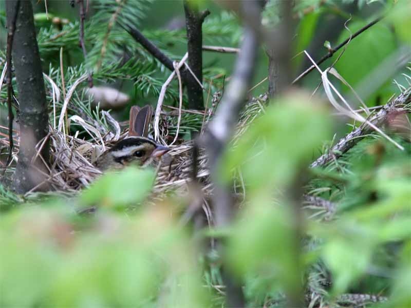 Tristram Bunting nest.jpg