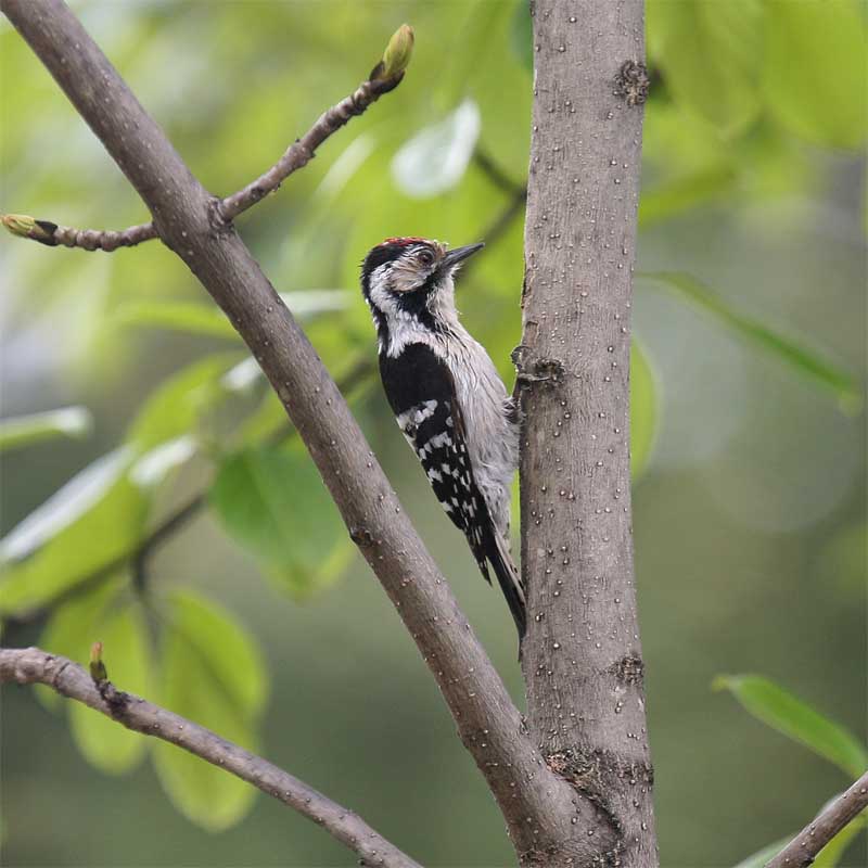 Lesser Spotted Woodpecker.jpg