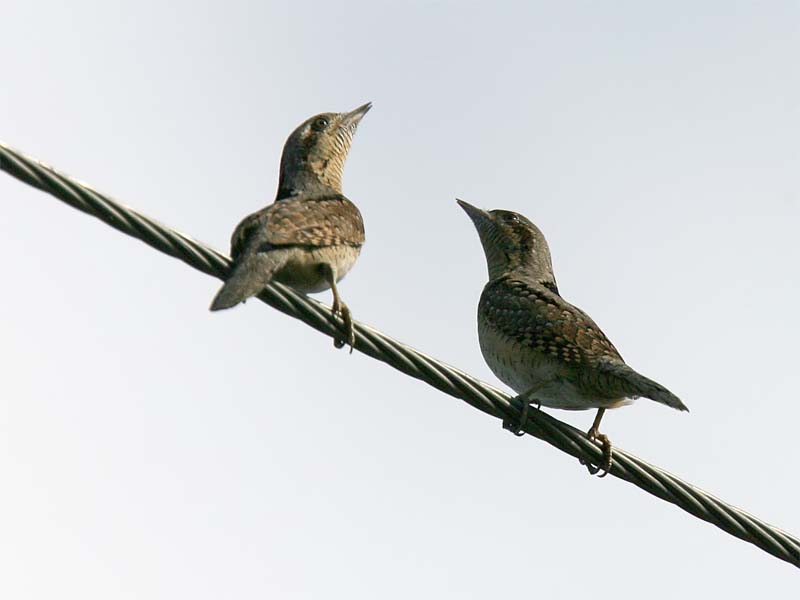 Wryneck.jpg