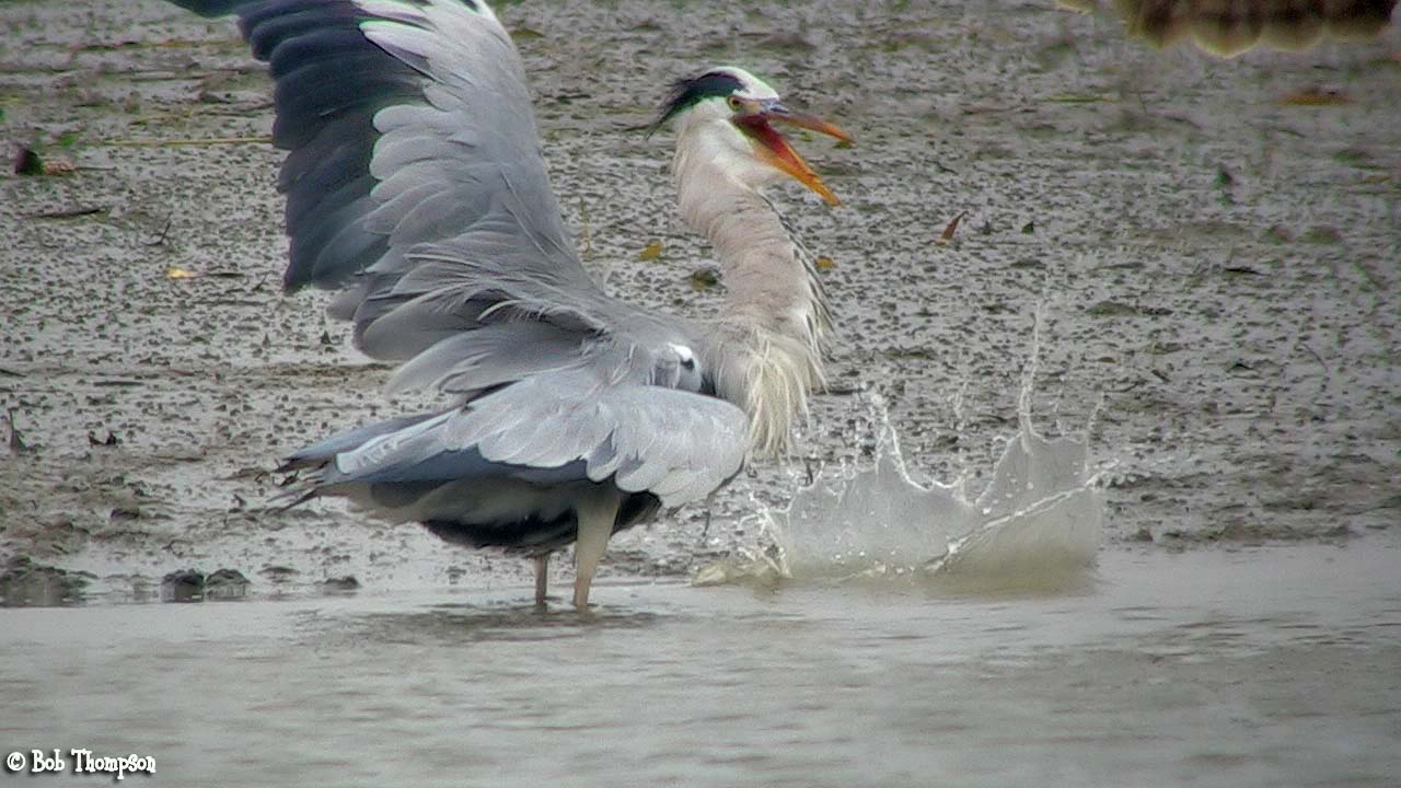 Grey Heron.jpg