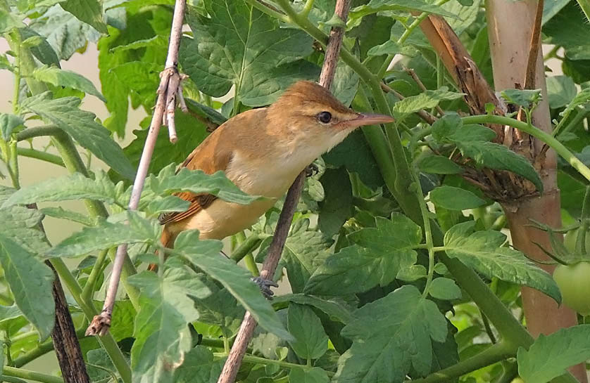 Oriental Reed Warbler IMG_7095.jpg