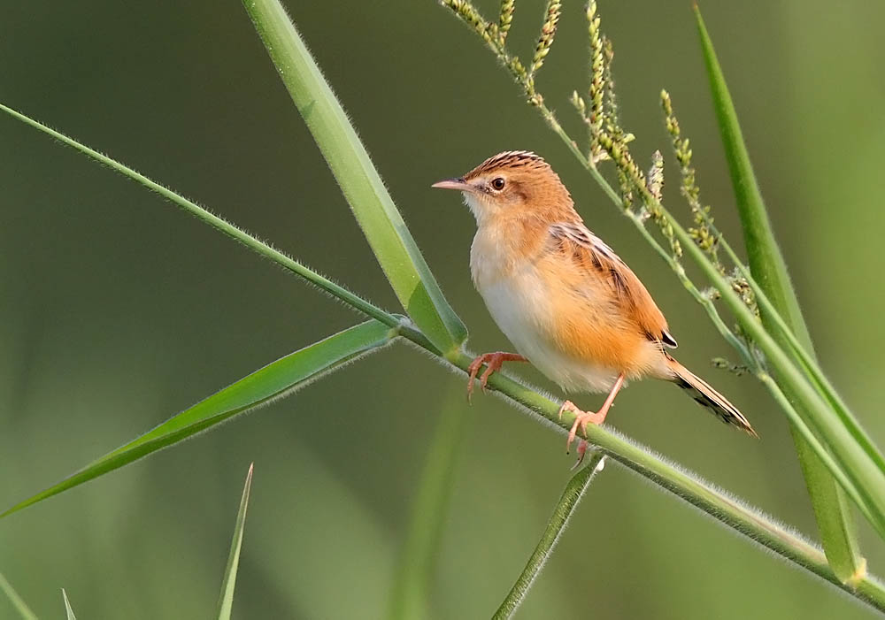 cisticola IMG_7105.jpg