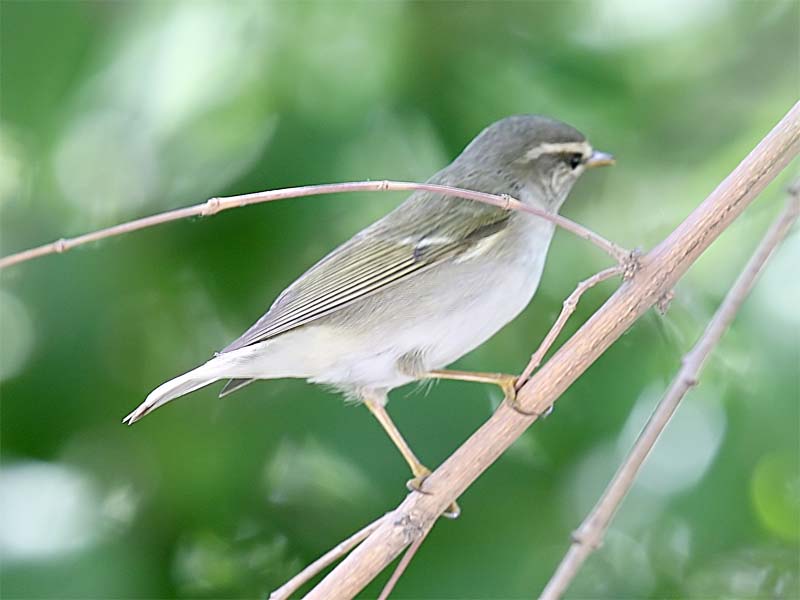 Arctic Warbler 2.jpg