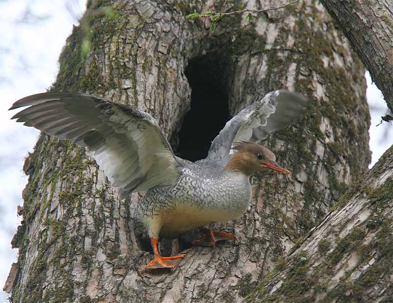 Scaly-sided Merganser at treehole.jpg