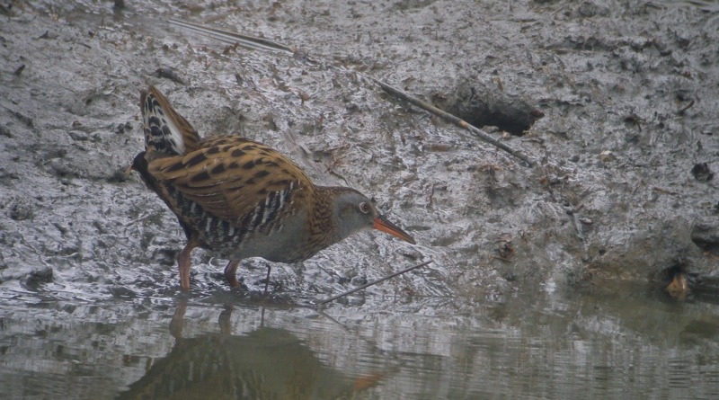 DSCN8121  E Water Rail 3i bf.jpg