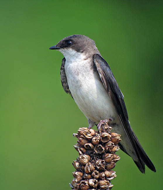 tree swallow.femIMG_2786.jpg