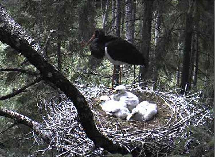 Black Stork.jpg