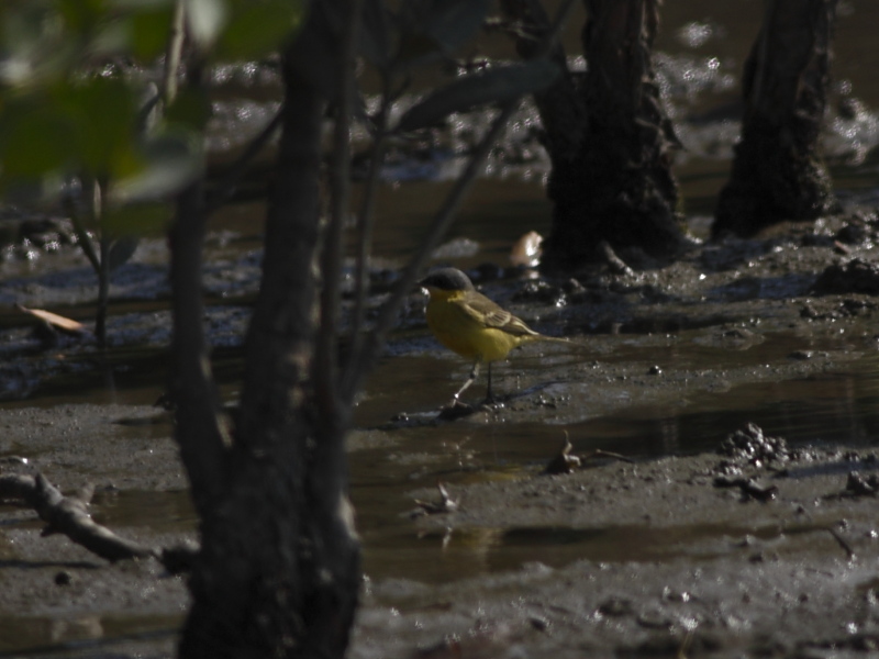 yellow wagtail_1.JPG