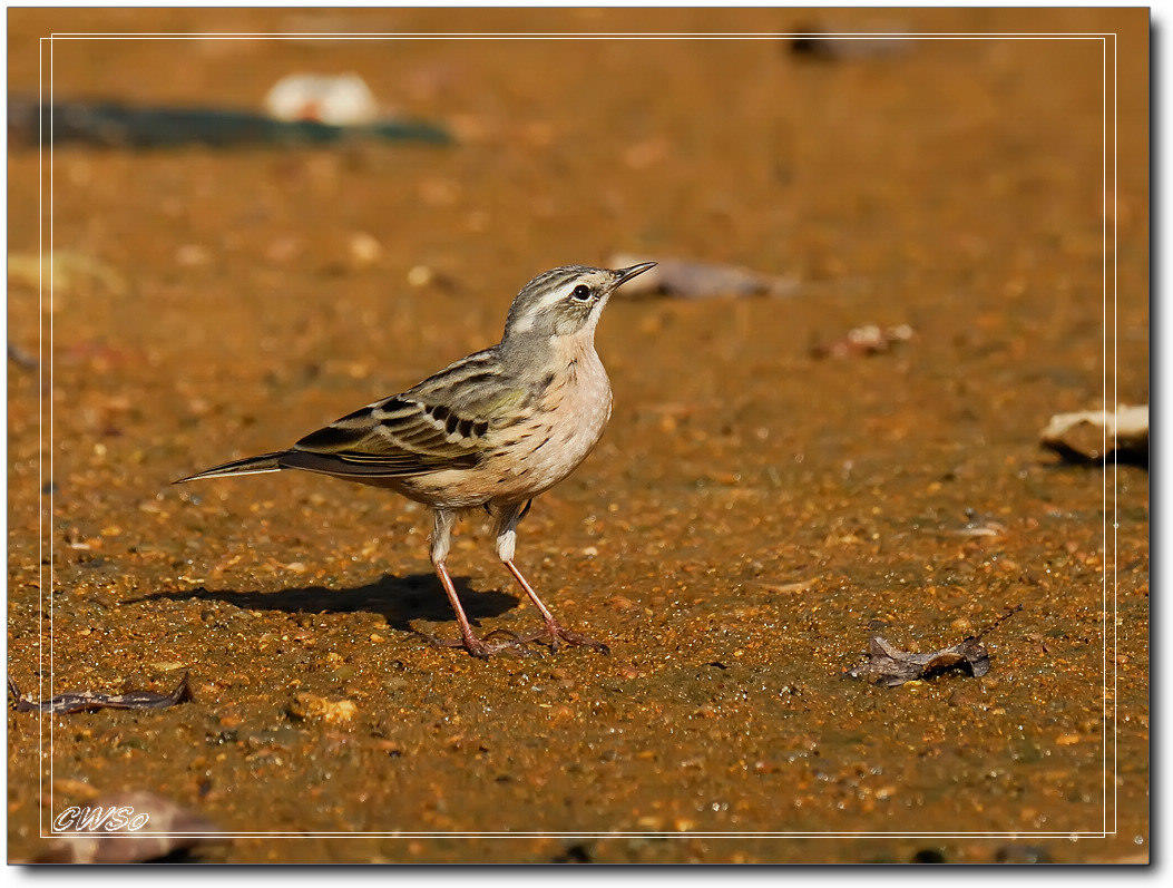 粉紅胸鷚 Rosy Pipit-SCW_1950.jpg