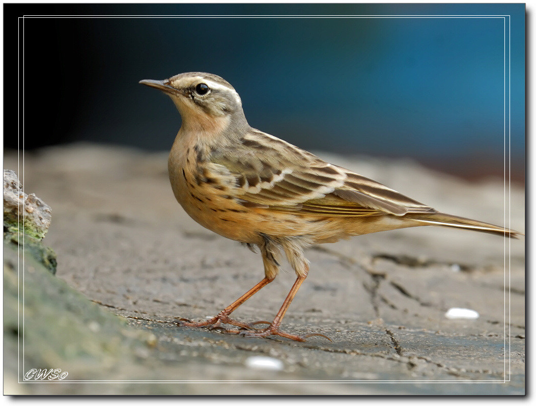 粉紅胸鷚 Rosy Pipit-SCW_2094.jpg