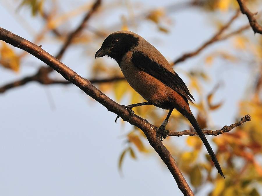 棕背伯勞(黑化) Long-taiked shrike_CWS_3182.jpg