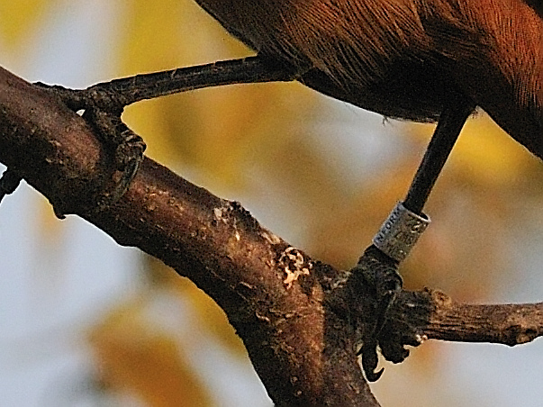 棕背伯勞(黑化) Long-taiked shrike_CWS_3182a.jpg