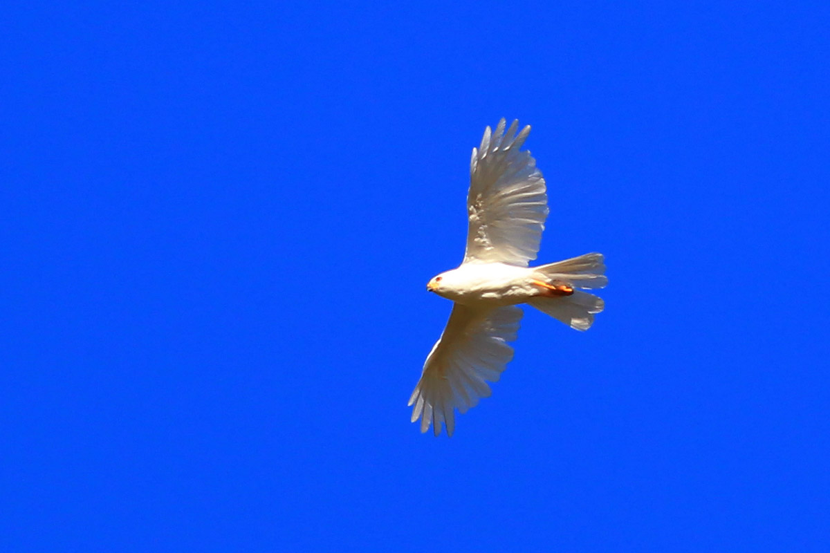 white Goshawks FX2C2359.jpg