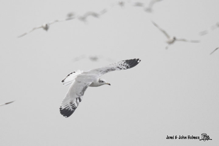 Pallas's-Gull1.jpg