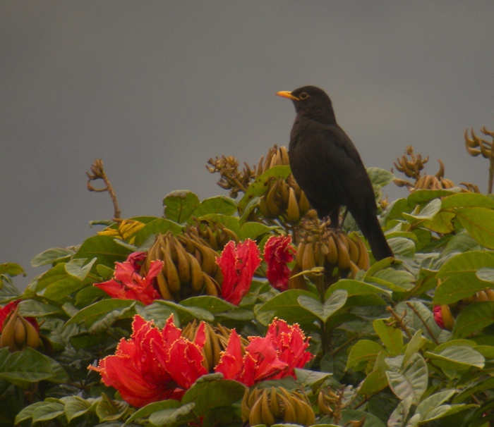 DSCN8955 Chinese Blackbird .jpg