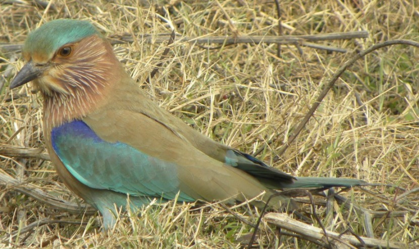 Indian Roller 1.JPG