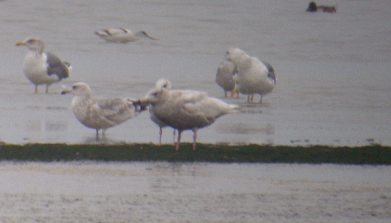 DSCN9114 Glaucous Gull Mai Po 20 Jan 2012.jpg