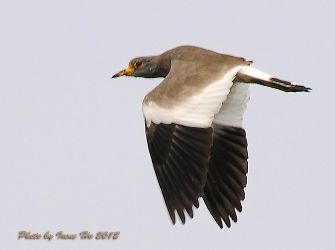 Grey-headed Lapwing fly.jpg