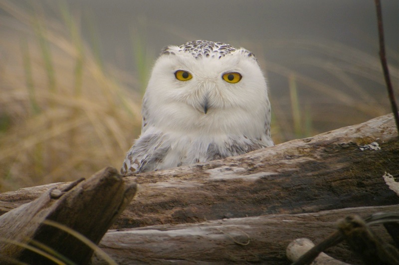DSCN9435 Snowy Owl headshot.jpg