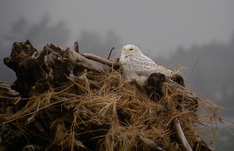 DSCN9443 Snowy Owl, Dalton Pt .jpg