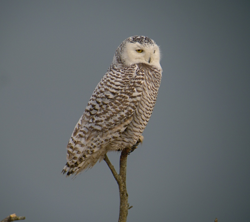 DSCN9556 Snowy perched high.jpg