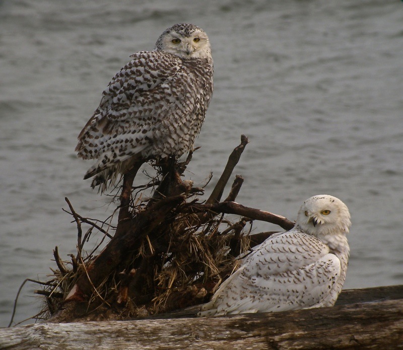 DSCN9534 Snowies, Dalton Pt.jpg