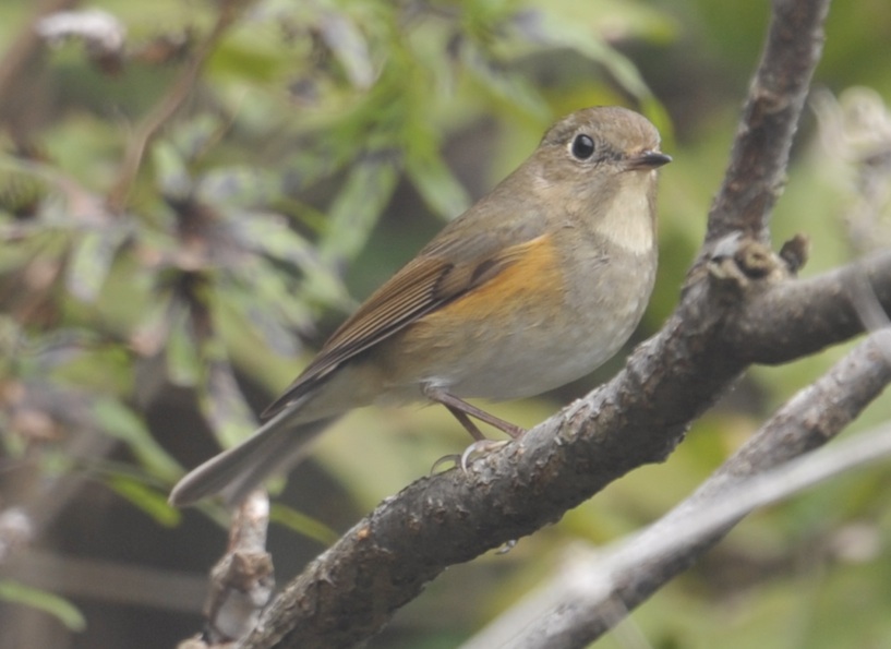 Bluetail.jpg