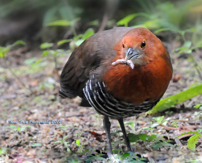 Slaty-legged Crake.jpg