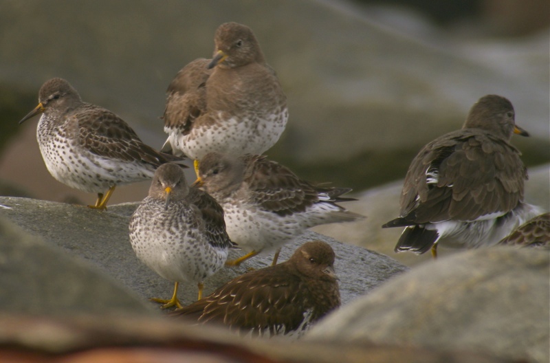 DSCN9483 Rock Sand, Black T'stone & Surfbird.jpg