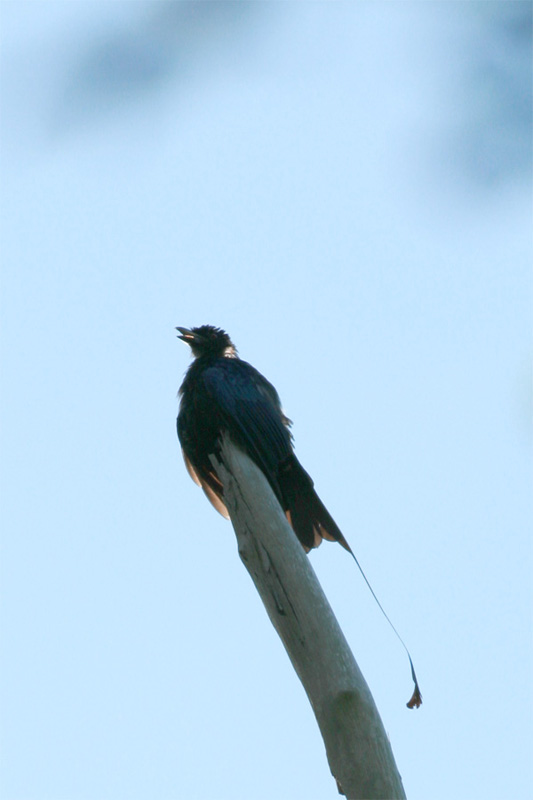 greater racket drongo c.jpg