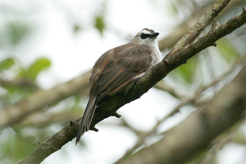 yellow-vented bulbul c.jpg