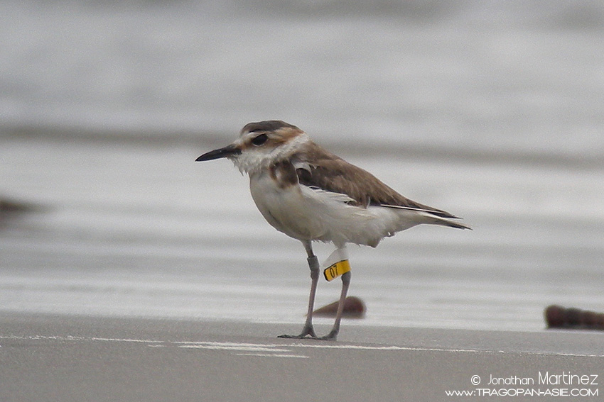 SwinhoesPloverFemaleDSCN5714ChinaGuangdongXitou20120321.jpg