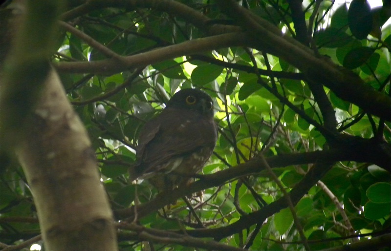 DSCN9804 Brown Hawk Owl .jpg