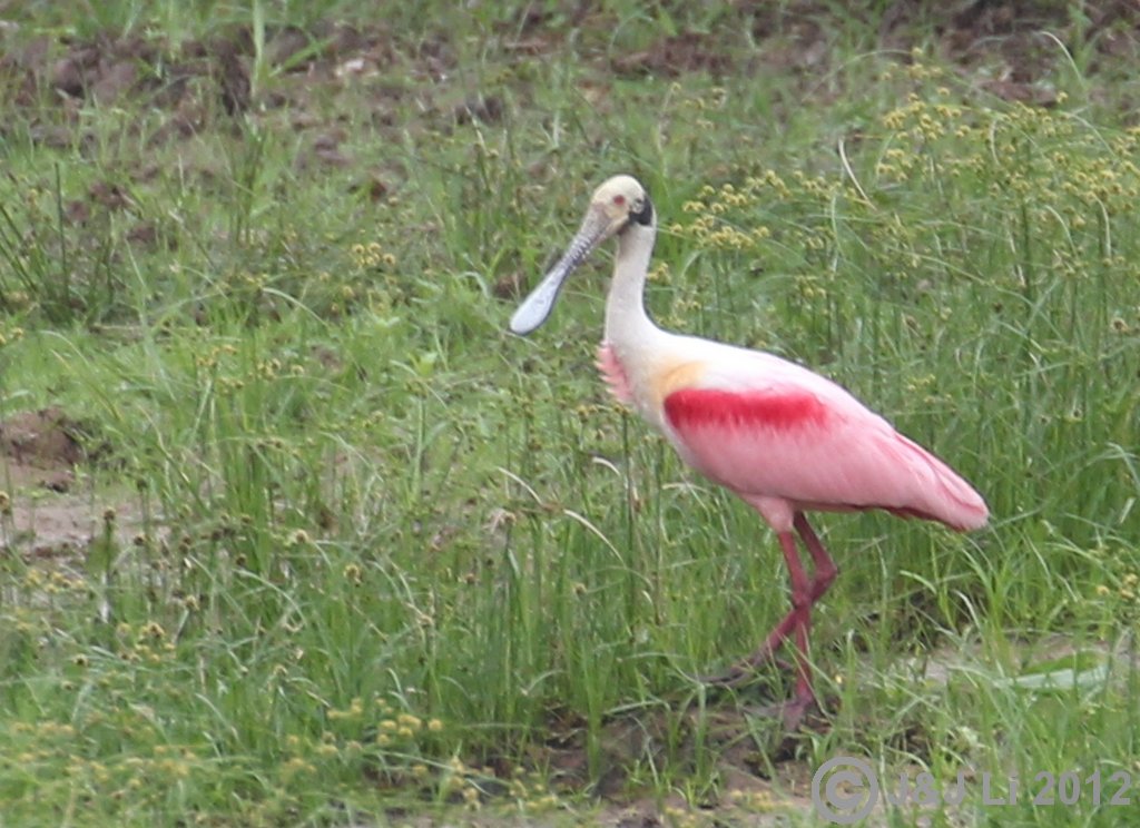 RoseateSpoonbill_1006237.jpg