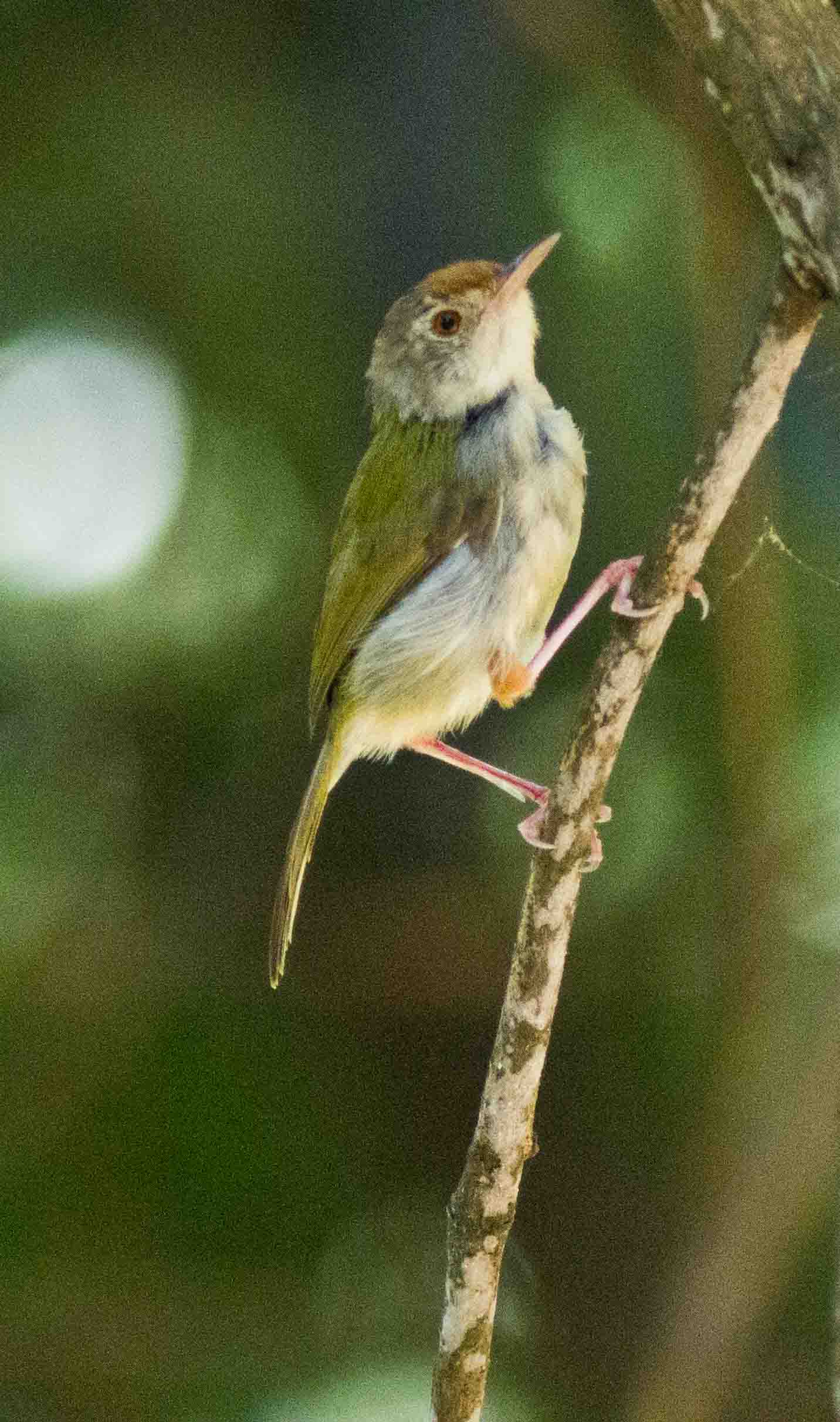 White Bellied Yuhina 白腹鳯鶥.jpg