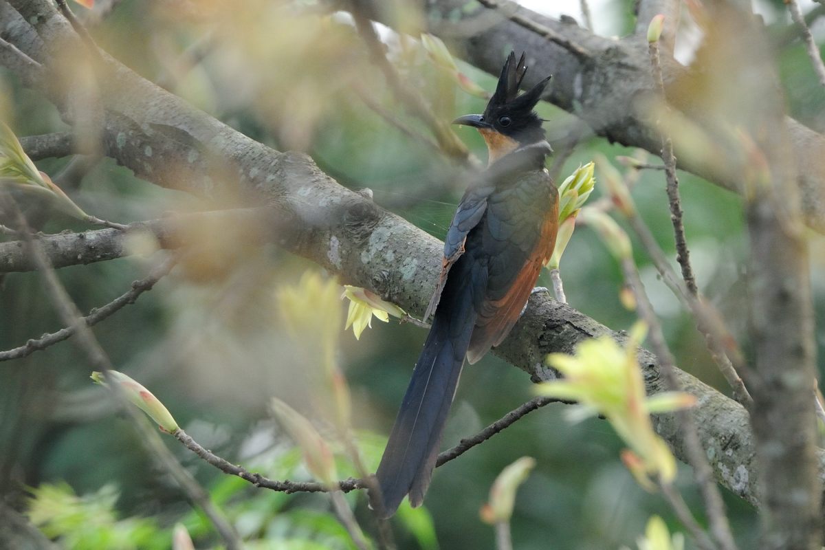 060512Chestnut-winged Cuckoo_6262ss.jpg