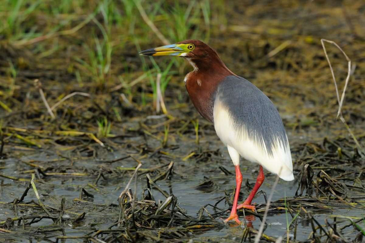 20052012Chinese Pond Heron_7235sss.jpg