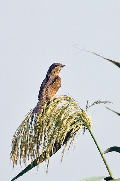 Wryneck.jpg