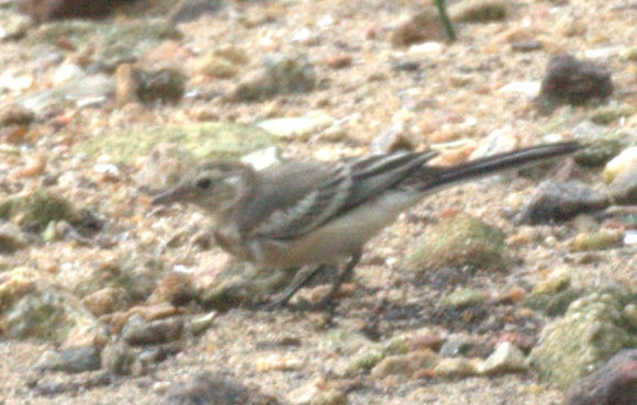 x wagtail3.jpg