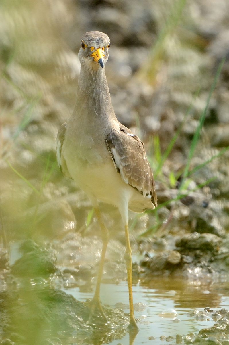 20120931Grey-headed Lapwing _9883ss.jpg