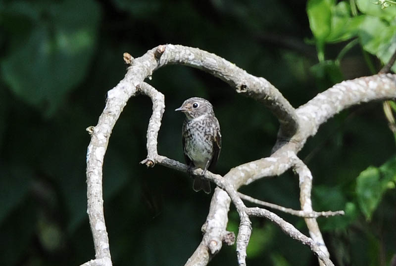 DSC_7202a_(Dark-sided Flycatcher).jpg