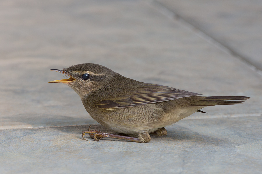 Dusky-warbler.jpg